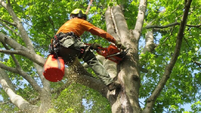 How Regular Tree Trimming Enhances Tree Health and Curb Appeal in Greater Milwaukee