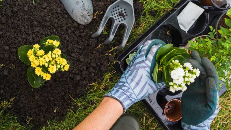 Weed and Pest Control Focus