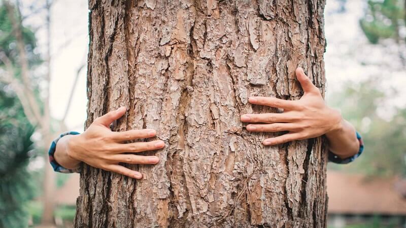 Ensuring Tree Health and Safety in Gainesville, GA: Essential Tips for Homeowners